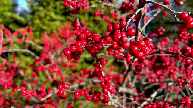 sparkleberry berries in February in Winston Salem NC, North Carolina