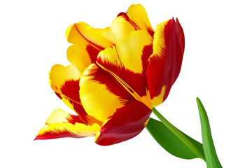 Naklejka premium High-Quality PNG red and yellow tulip flower on white background
