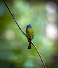 Grey-headed canary-flycatcher bird perched on a branch. grey-headed canary-flycatcher, sometimes...