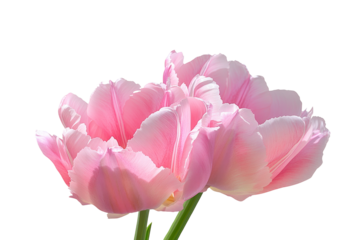 High-Quality PNG pink double late tulips on white background