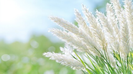 White pampas grass in sunny meadow; nature background