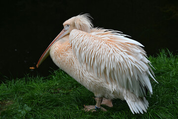Peaceful Pelican Resting on Lush Green Grass by the Water