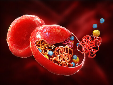 The structure of hemoglobin in red blood cells. Heme groups, ? and ? subunits, ron atoms and oxygen molecule. 3d illustration