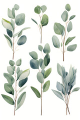 Digital eucalyptus watercolor set  print pattern flower abstract graphic poster background