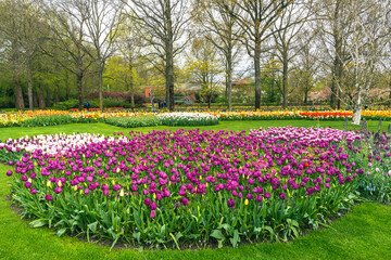 Vibrant tulip fields at Keukenhof Gardens in Lisse, Netherlands, showcasing colorful spring blossoms