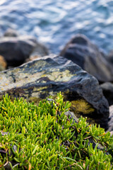 Small green succulents growing near some rocks along the water's edge, Dunedin, Otago region, New Zealand