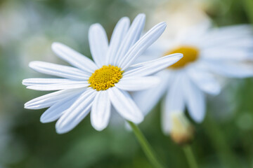 Obraz premium marguerite