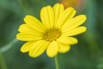 marguerite