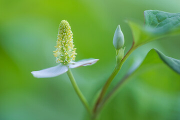 fish mint, chameleon plant
