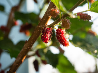 red mulberry