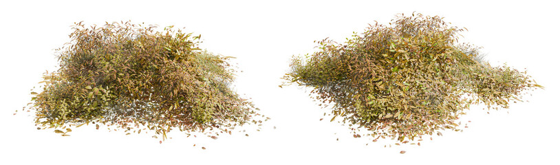 dry grass isolated on white