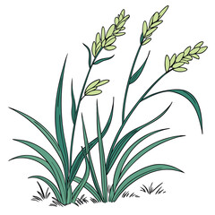 Obraz premium green grass isolated on white