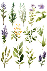 Fototapeta premium Digital watercolor herbs clipart set print pattern flower abstract graphic poster background