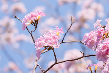 Tabebuia rosea also called pink poui, and rosy trumpet tree. Pink Flower blooming. Romantic Scene