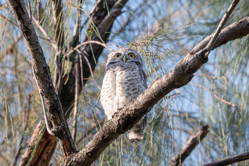 Spotted Owlet (Athene brama) stand on tree