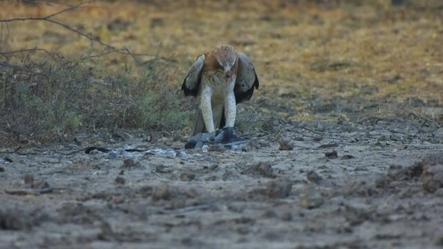 Eagle Feasting on Pigeon Kill at Little Rann of Kutch, India