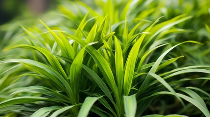 Obraz premium Close-up View of Lush Green Foliage