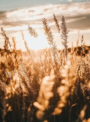 Fototapeta premium Sunset grasses field nature background serenity
