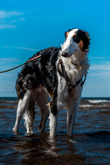 dog on the beach