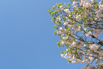日本の八重桜と青空