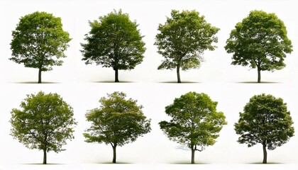 Obraz premium Collection of Isolated Trees on white background
