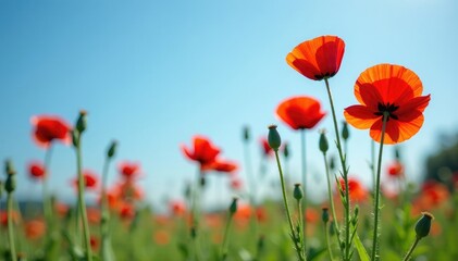 Obraz premium Blooming red corn poppies against the clear blue, green, red, spring