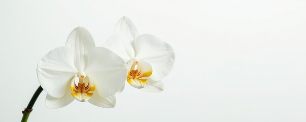 Obraz premium Delicate white orchid blooms on a crisp white background, blossoms, background, pure
