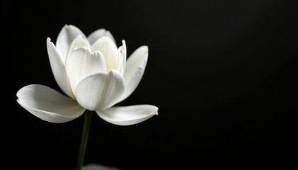 Obraz premium Delicate white petals unfolding on dark canvas, bloom, black, white