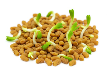 Close-Up of Sprouted Fenugreek Seeds (Trigonella Foenum-Graecum) Showcasing Their Nutrient-Rich Growth and Natural Texture