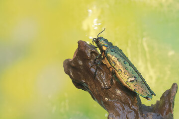 A jewel beetle is foraging on a rotten tree trunk. This insect with a dominant metallic green color has the scientific name Chrysochroa sp.