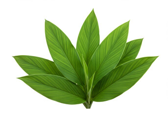 Fototapeta premium Vibrant Green Turmeric Leaves with Clipping Path – Ayurvedic Herb for Health & Wellness - Curcuma Longa