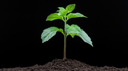 Young plant seedling growing in dark soil (1)