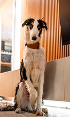 Borzoi dog portrait