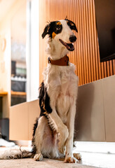 Borzoi dog portrait