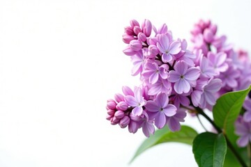 Fototapeta premium Pastel purple lilac flowers isolated on white background, botanical, fresh