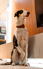 Borzoi dog portrait