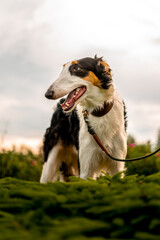 Portrait of a Borzoi dog