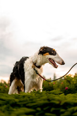 Portrait of a Borzoi dog