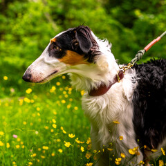 Portrait of a Borzoi dog