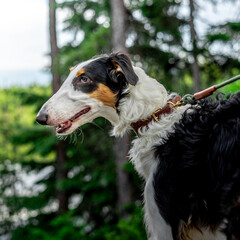 Portrait of a Borzoi dog