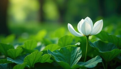 Fototapeta premium Delicate white petals unfolding among dense foliage, plant life, floral details, serene landscape