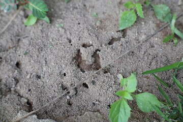 Close-up View of an Ant Hill in a Garden Setting