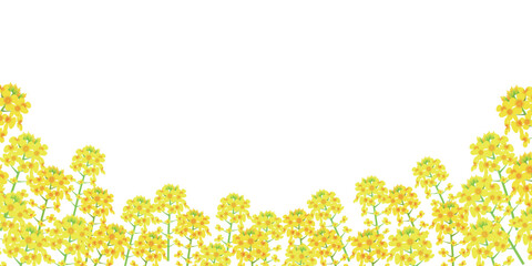 菜の花　春　黄色　背景　