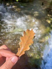 hand and leaves behind the river 