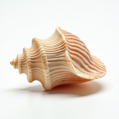 Light beige conch shell with ridged texture, isolated on white background
