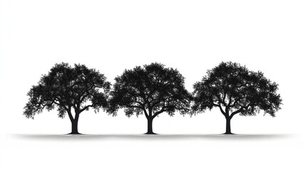 Fototapeta premium Three Oak Trees Silhouette, White Background, Nature, Design