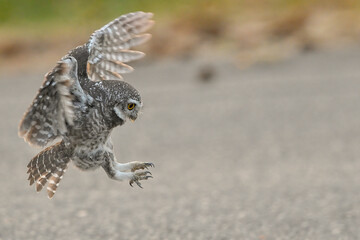 A spotted owl takes off after landing on the road to catch prey