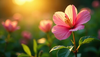 Warm sunlight highlights the flower's texture, flowers, foliage, leafy