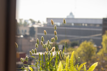 Green plants growing on a rooftop with city in background