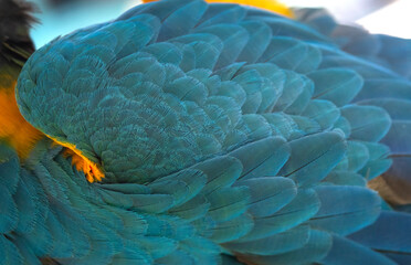 Beautiful blue macaw feathers for background